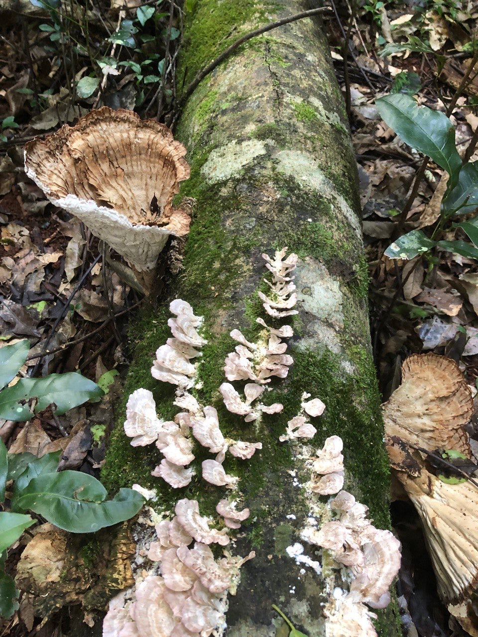 Mushroom Immunity Booster マッシュルームブースター
